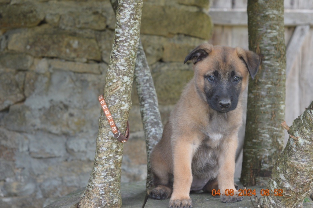 De L'Antre Du Diable - Chiot disponible  - Berger Belge