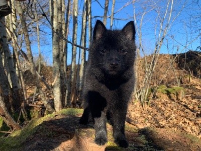 De L'Antre Du Diable - Schipperke - Portée née le 04/11/2021