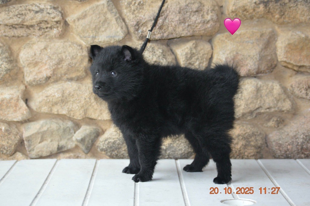 De L'Antre Du Diable - Chiots disponibles - Schipperke