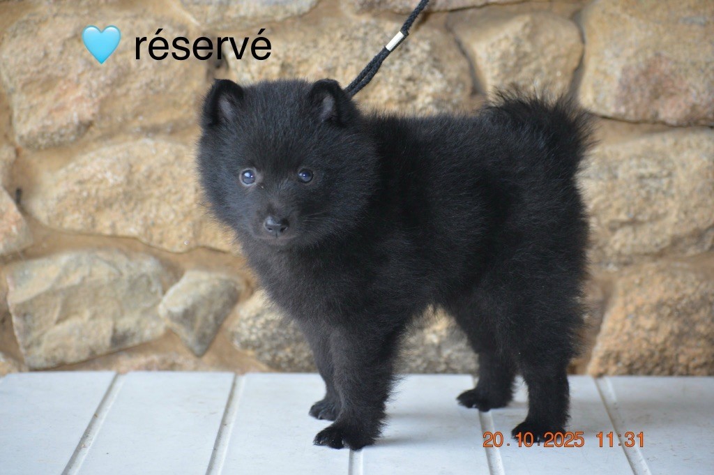 De L'Antre Du Diable - Schipperke - Portée née le 31/08/2025