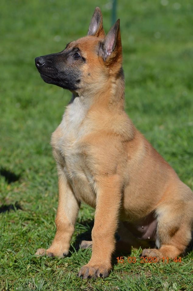 De L'Antre Du Diable - Chiots disponibles - Berger Belge