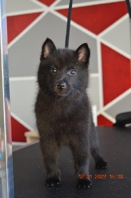 CHIOT