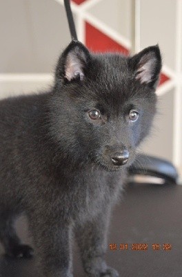 CHIOT