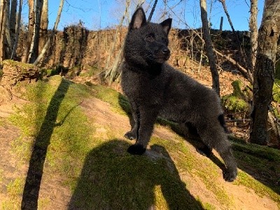 CHIOT