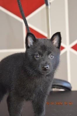 CHIOT