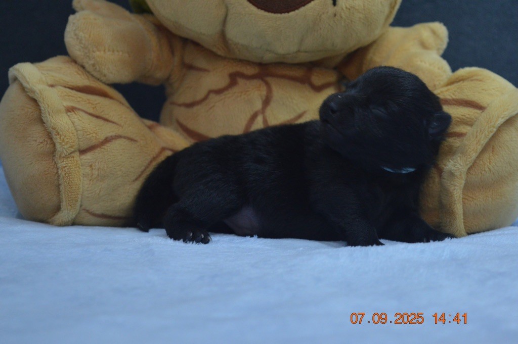 De L'Antre Du Diable - Chiots disponibles - Schipperke