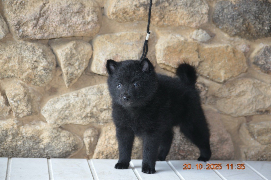 De L'Antre Du Diable - Chiots disponibles - Schipperke