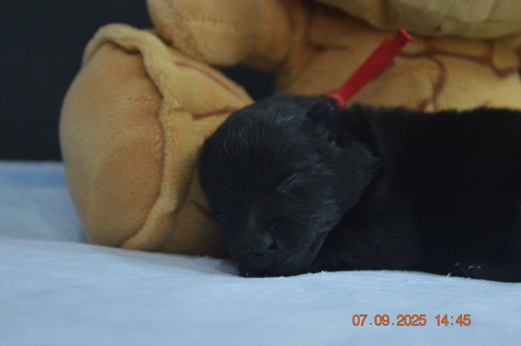 De L'Antre Du Diable - Chiots disponibles - Schipperke